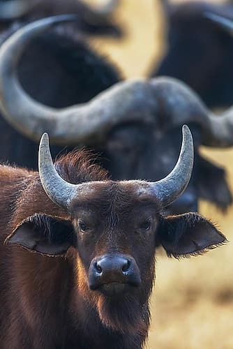 Cape buffalo herd waiting out a light rain shower in southern Africa Art Print